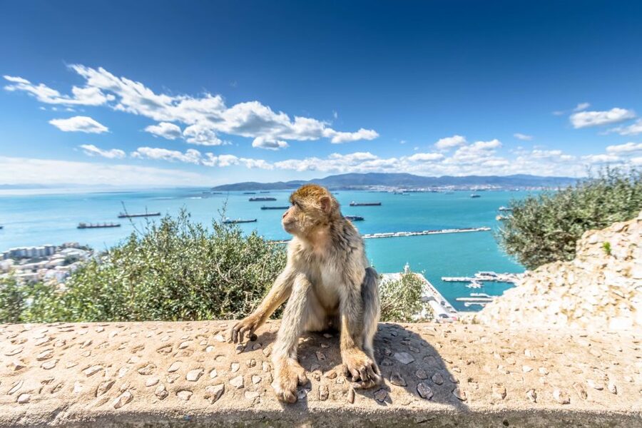 From Malaga and Costa del Sol: Gibraltar Shopping Tour - How much sightseeing can fit into 4.5 hours?