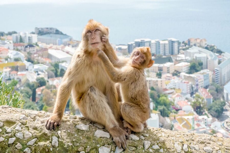 From Malaga and Costa del Sol: Gibraltar Sightseeing Tour - Europa Point and the view toward Morocco