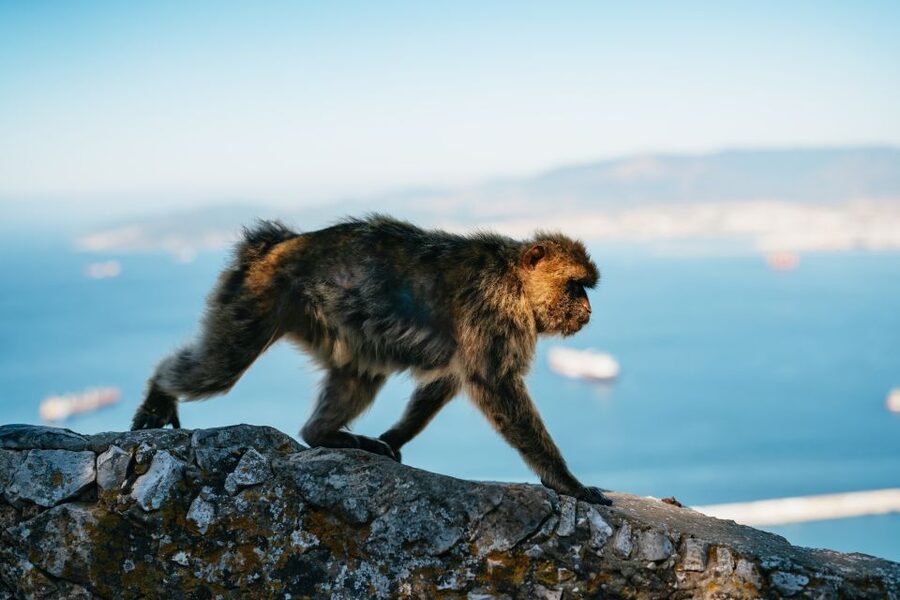 From Malaga and Costa del Sol: Gibraltar Tour - Free time in Gibraltar after the guided sights