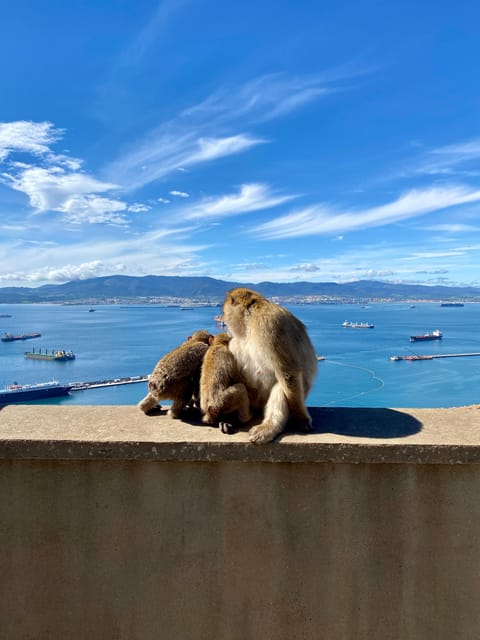 From Malaga: Day Trip to Gibraltar - Key points to know before booking