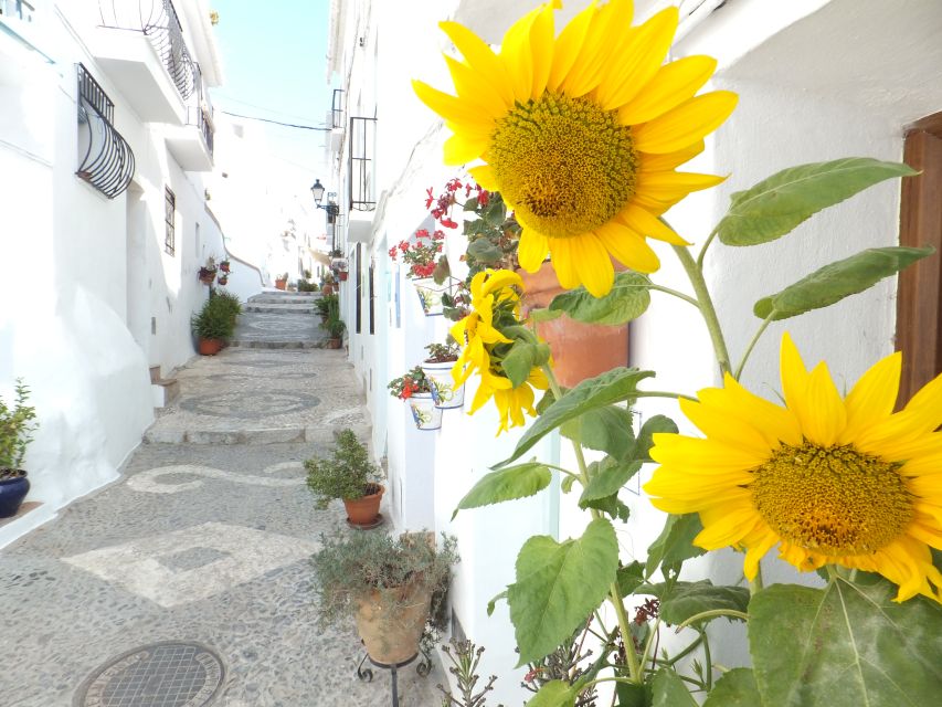 From Málaga: Frigiliana Hiking Tour with Wine & Appetizers - Avocado plantations and the old water channel