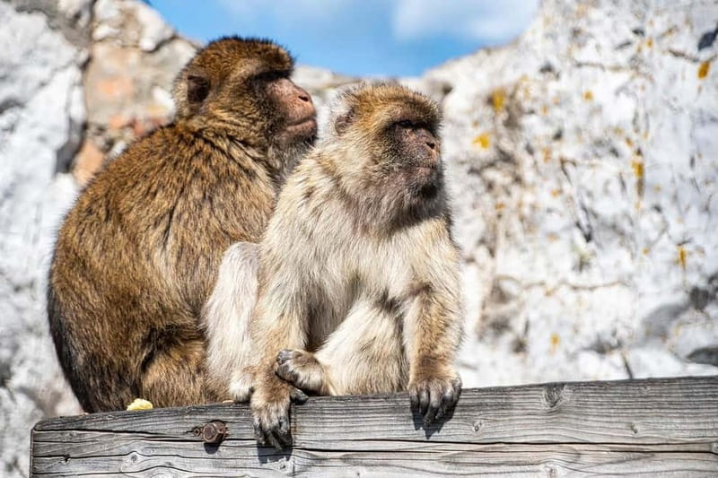 From Málaga: Gibraltar Day Trip - Key points to know before booking