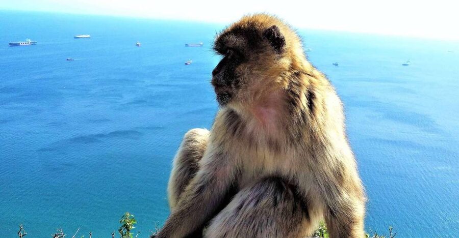 From Málaga or Marbella: Private Gibraltar Tour - The Nature Reserve and the Rock’s high views