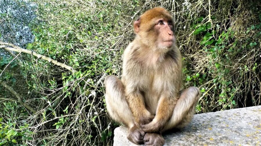 From Málaga or Marbella: Private Gibraltar Tour - Who will get the most from this private Gibraltar tour