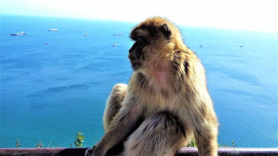 From Málaga or Marbella: Private Gibraltar Tour - Crossing the border and meeting your Gibraltar guide