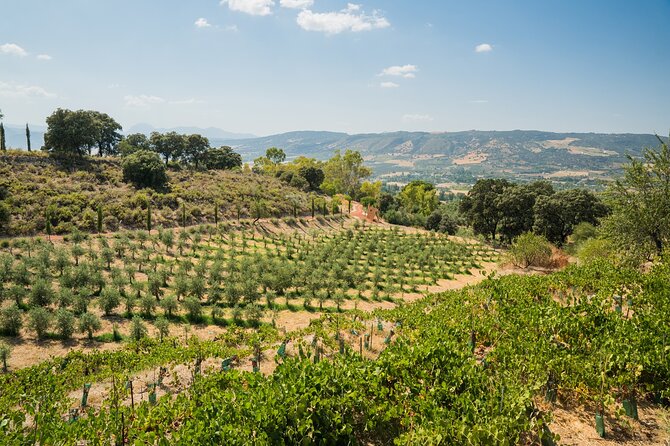 From Malaga: Ronda, Wine & Olive Oil Tasting Premium Small Group - What the timing tells you about the day