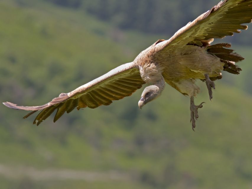 From Malaga: Torcal de Antequera Hiking Tour - Wildlife to watch for