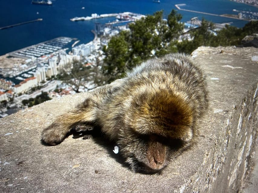 From Marbella/Estepona: VIP Gibraltar Tour Monkeys + Nature Reserve + Shopping - What the $317 price really buys