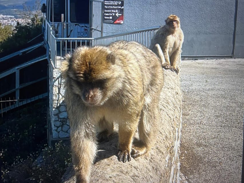 From Marbella/Estepona: VIP Gibraltar Tour Monkeys + Nature Reserve + Shopping - Who should book this experience