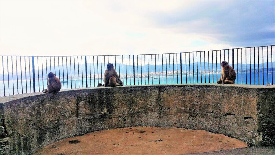 From Marbella: Guided Private Trip to Gibraltar and Estepona - Gibraltar first, Estepona later