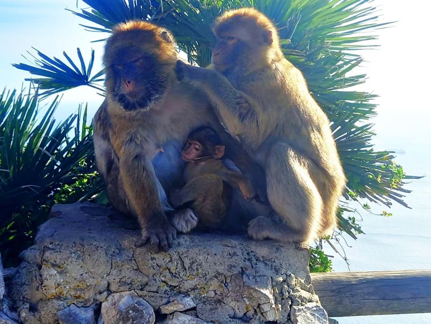 From Marbella: Guided Private Trip to Gibraltar and Estepona - The Nature Reserve and Gibraltar’s high views