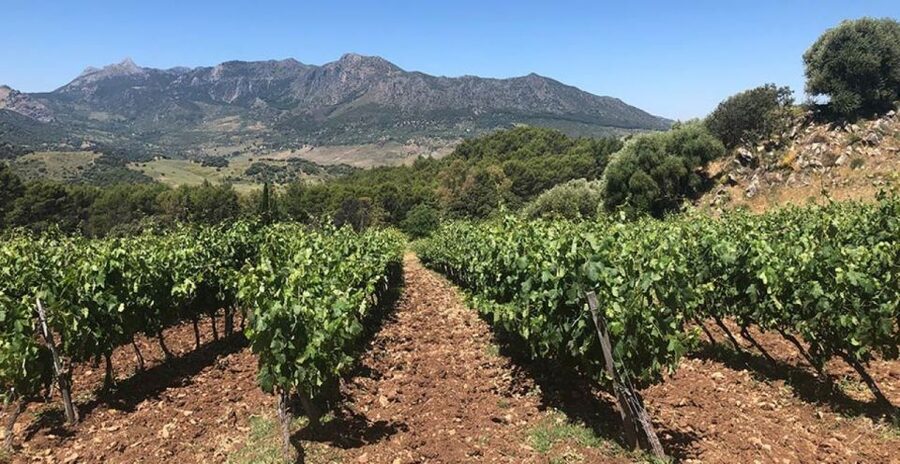From Marbella: Ronda Tour Wineries Tour with Lunch - Why Ronda makes this more than a winery outing