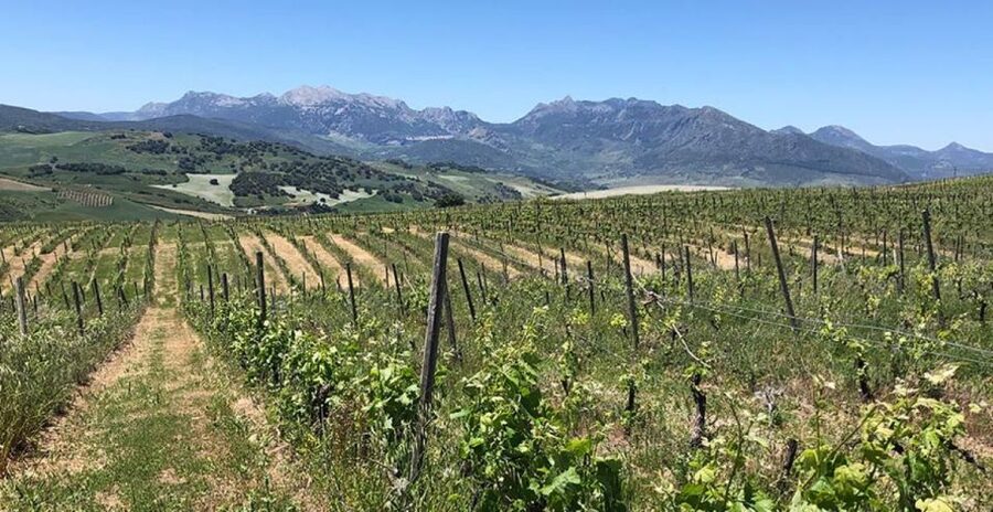 From Marbella: Ronda Tour Wineries Tour with Lunch - The drive from Marbella into the Serranía de Ronda