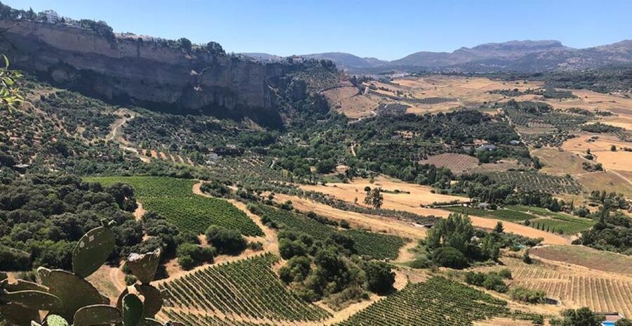 From Marbella: Ronda Tour Wineries Tour with Lunch - First winery: aged reds, cheese, and Iberian ham