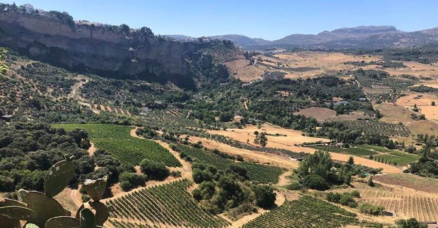 From Marbella: Ronda Tour Wineries Tour with Lunch - Should you book the Ronda wineries tour from Marbella?