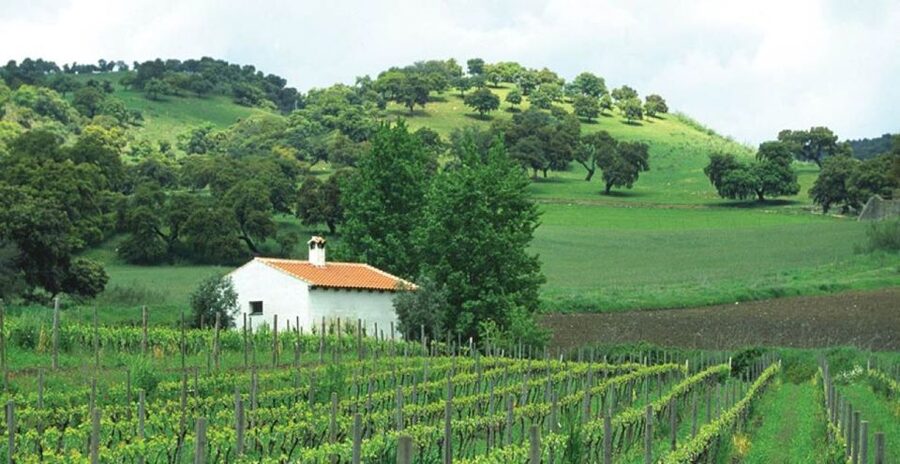 From Marbella: Ronda Tour Wineries Tour with Lunch - Free time in cliff-top Ronda