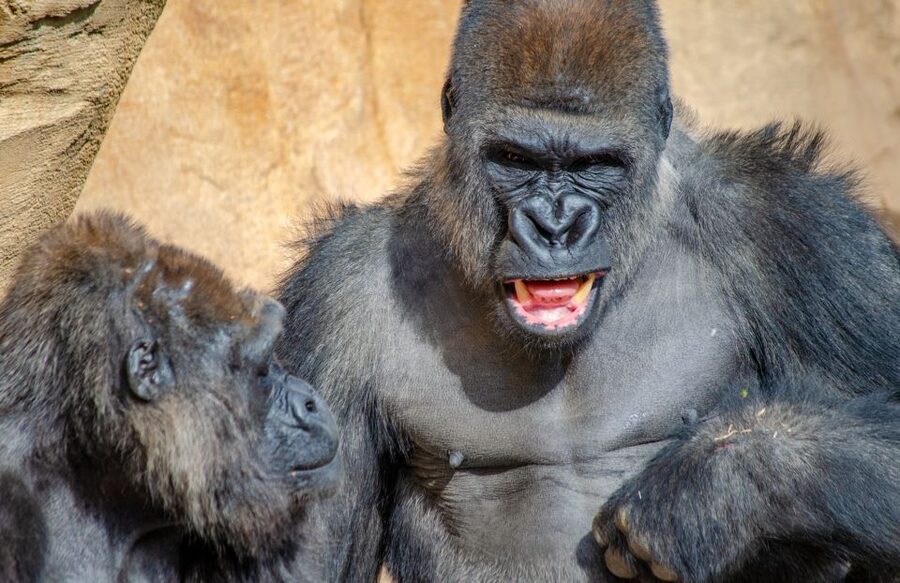 Fuengirola: Bioparc Entrance Ticket - Key points to know before you go