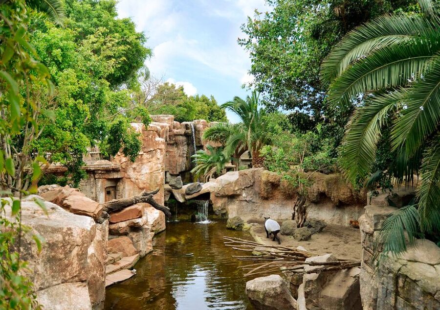Fuengirola: Bioparc Entrance Ticket - A compact zoo with a jungle feel