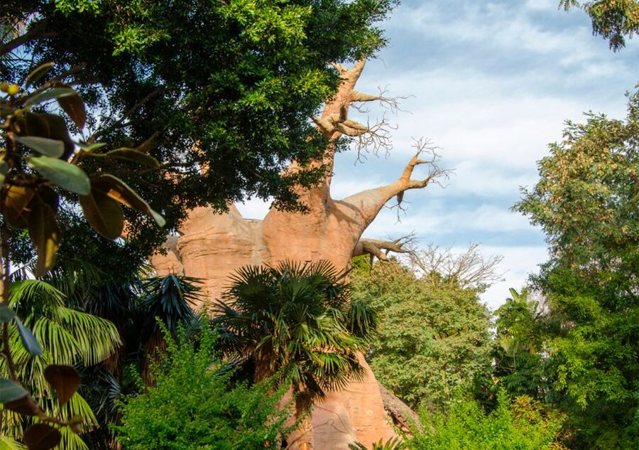 Fuengirola: Bioparc Entrance Ticket - Planning your route around heat and shows