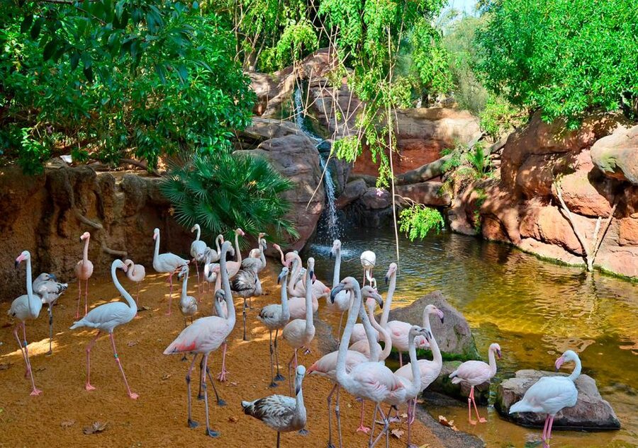 Fuengirola: Bioparc Entrance Ticket - Food, breaks, and the gift shop