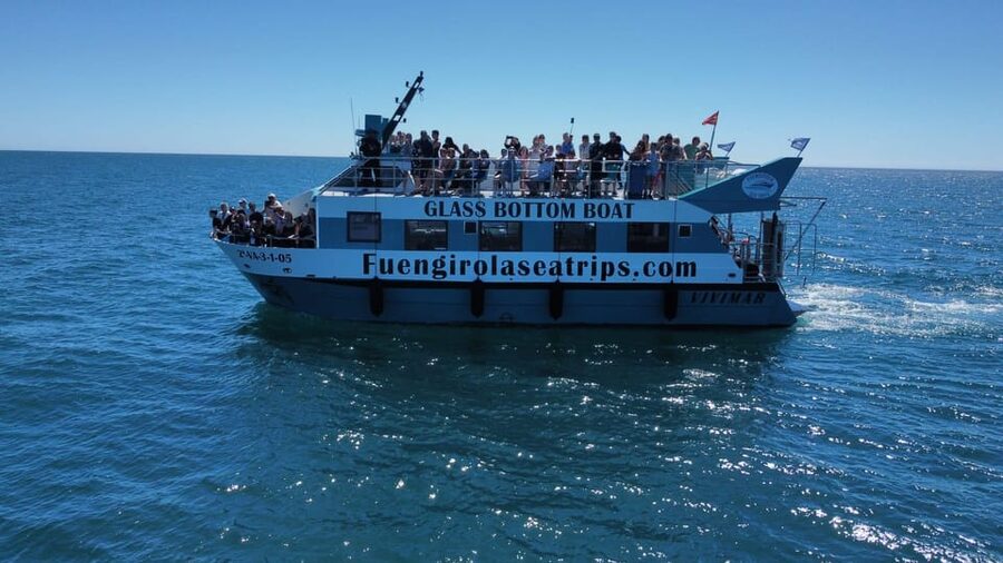 Fuengirola: Catamaran Tour to Spot Dolphins - Watching dolphins in their natural habitat