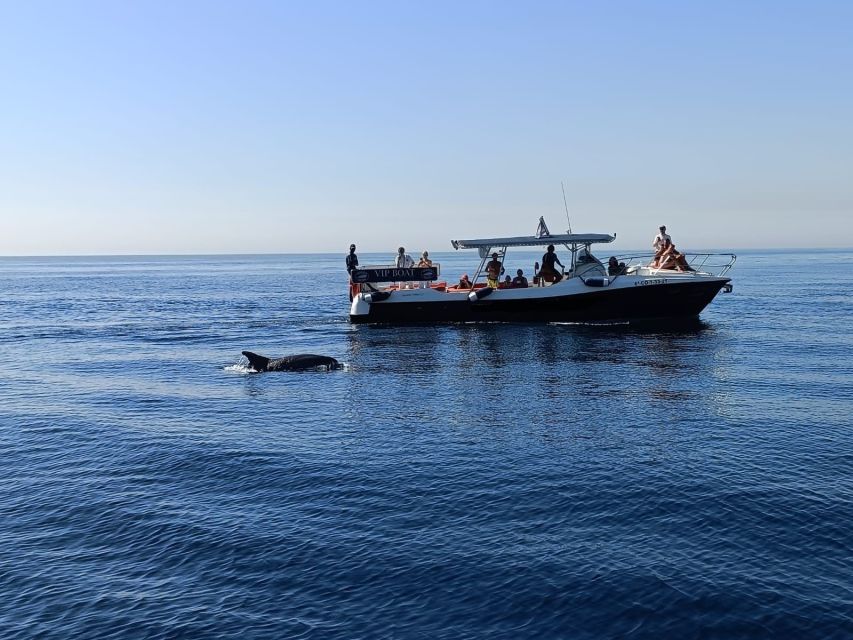 Fuengirola: Fantastic Dolphin Watching Yacht Tour with Drink - Practical packing advice for Fuengirola