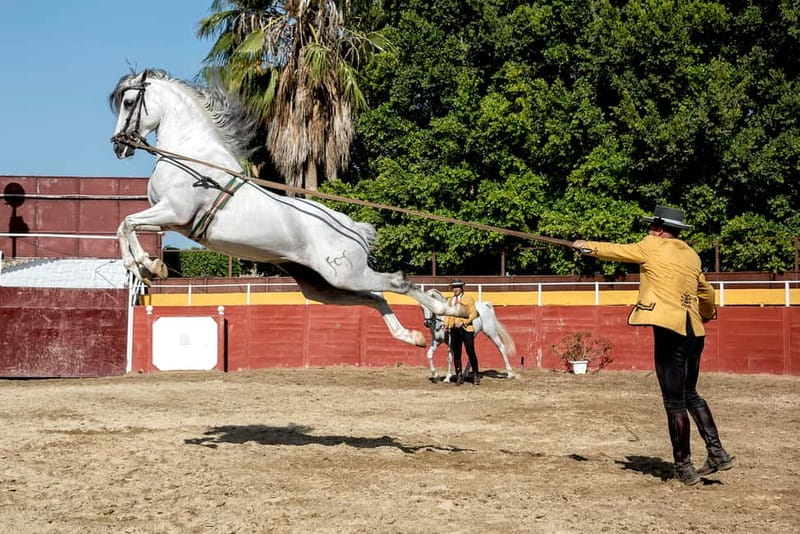 Fuengirola: Spanish Horse Show with Optional Dinner/Flamenco - Should you book it?