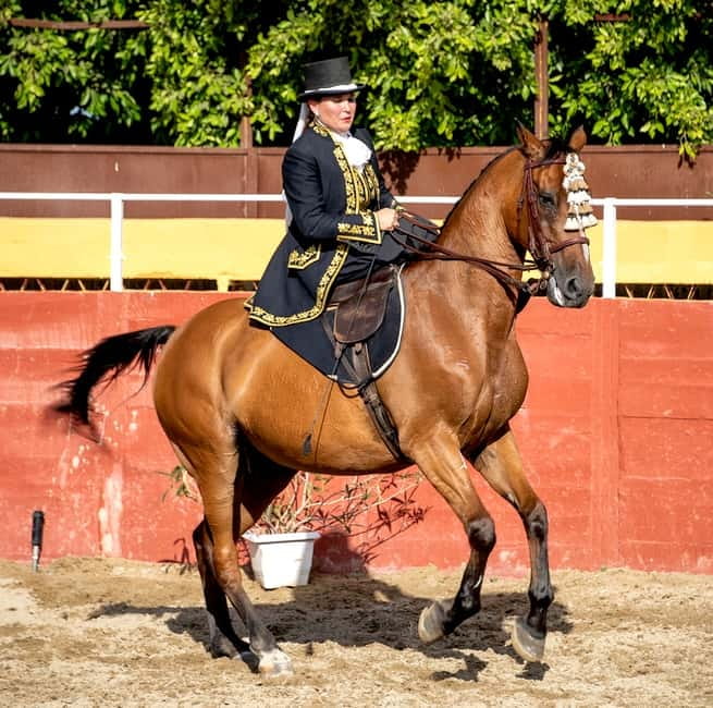 Fuengirola: Spanish Horse Show with Optional Dinner/Flamenco - Flamenco at 21:30