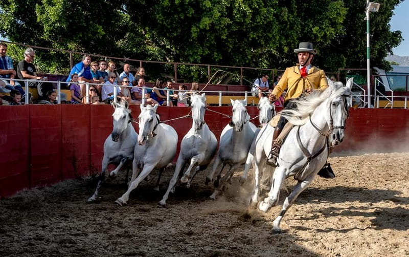 Fuengirola: Spanish Horse Show with Optional Dinner/Flamenco - Choosing the right ticket