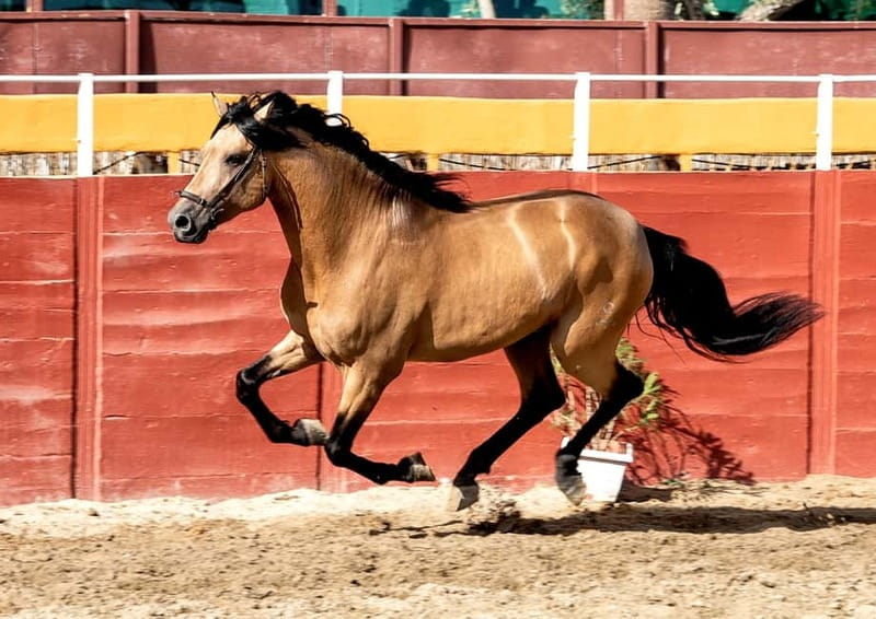 Fuengirola: Spanish Horse Show with Optional Dinner/Flamenco - Bus pickup from Malaga to Fuengirola