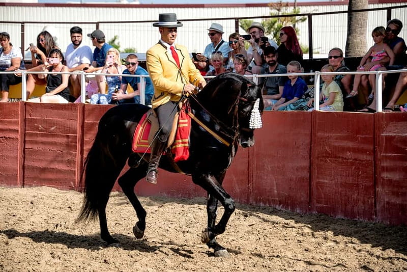 Fuengirola: Spanish Horse Show with Optional Dinner/Flamenco - Is the full experience worth $40?