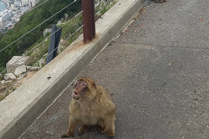Gibraltar Private Tour from Malaga and Surrounding Areas - Europa Point and the edge of the peninsula
