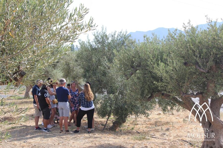 Guided tour and oil tasting at the Aceites Molisur factory - How the guide affects the experience