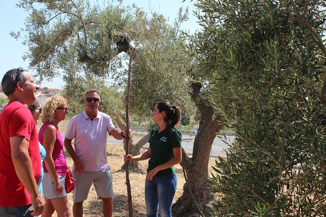 Guided tour and olive oil tasting in Alhaurin el Grande (Málaga) - Why an olive oil mill makes a worthwhile Málaga outing