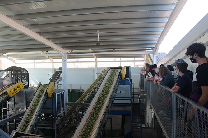 Guided tour and olive oil tasting in Alhaurin el Grande (Málaga) - Who should book this 90-minute visit?