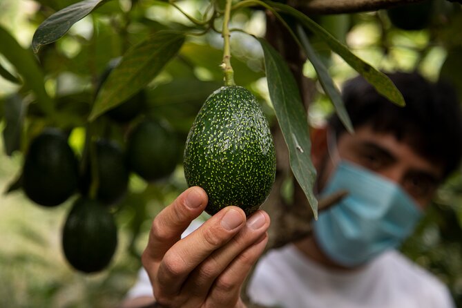 Guided Tour to the only coffee farm in Europe - Why a Coffee Farm Exists Near La Herradura