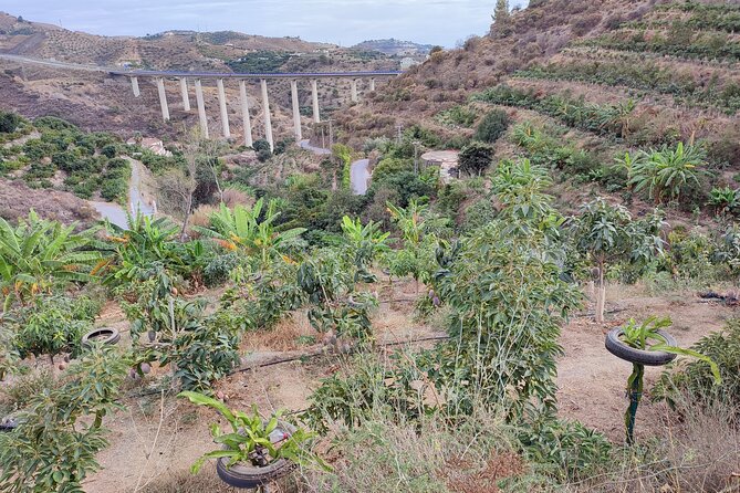 Guided Tour to the only coffee farm in Europe - The Coffee Plantation at the End of the Walk