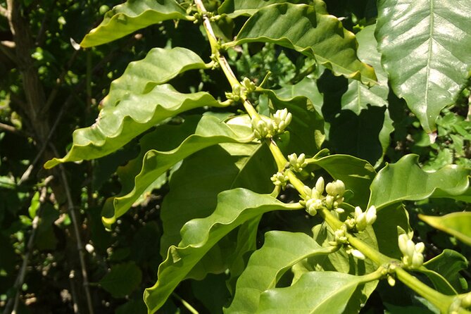 Guided Tour to the only coffee farm in Europe - Manolo Mateos Makes the Farm Personal