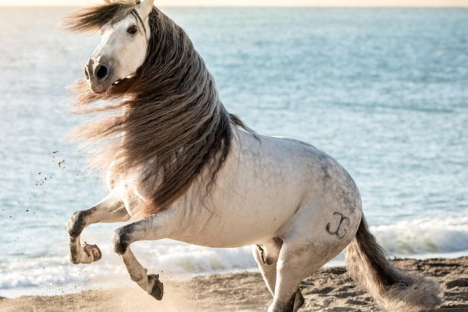 Horse and Flamenco Show in Malaga - A fair look at horse welfare