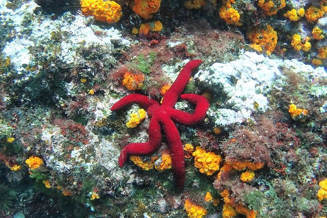 Kayak & Snorkel Tour in Cerro Gordo Natural Park, La Herradura - Is $34.76 a good value?