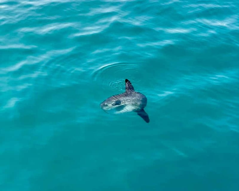 Málaga: Boat Tour w/ Snorkeling, Water Activities, and Lunch - Snorkeling at the 19th-century shipwreck