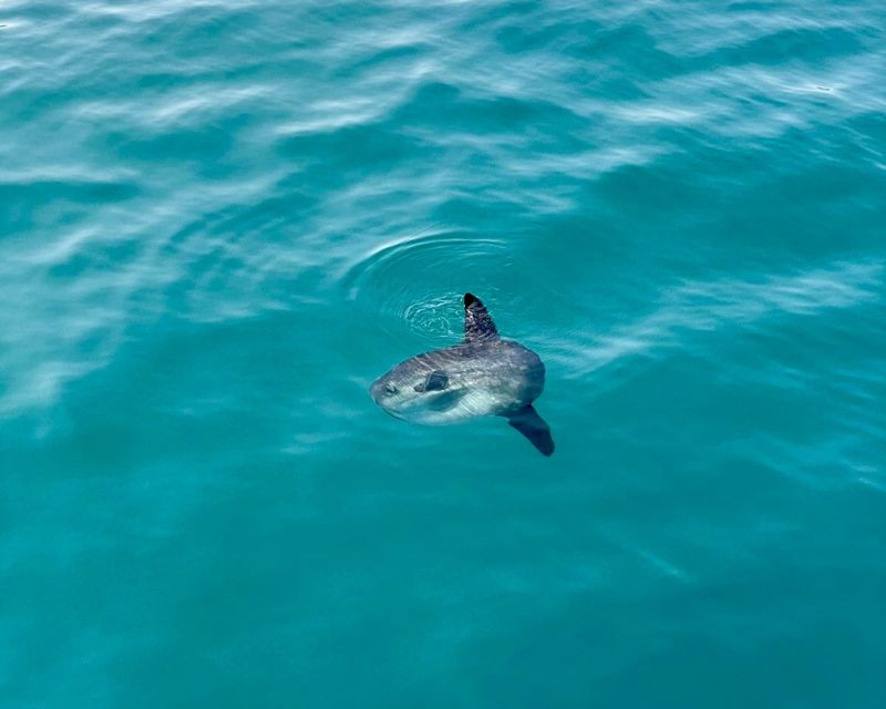 Málaga: Boat Tour w/ Snorkeling, Water Activities, and Lunch - The people who will enjoy this most