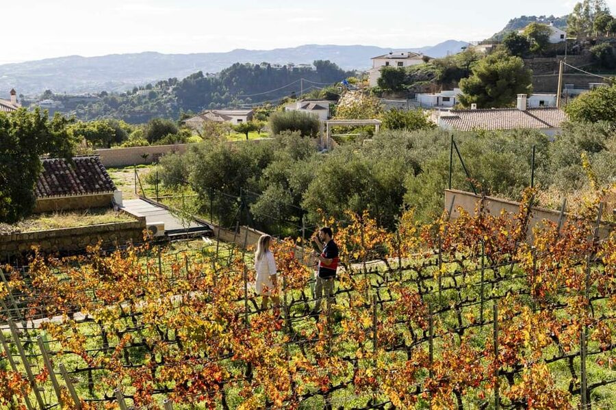 Malaga: Organic Vineyard Tour with 6 Wines, Tapas & Transfer - Is $112 a fair price?