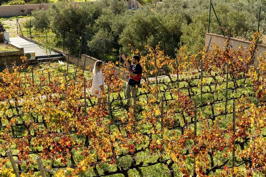 Malaga: Organic Vineyard Tour with 6 Wines, Tapas & Transfer - Who should choose this experience?