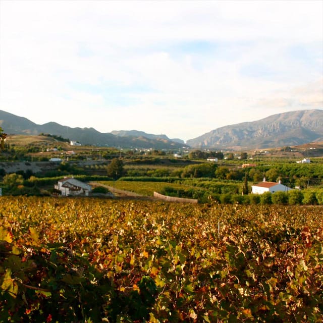 Malaga: White Village, Vineyard, and Wine Tasting Wine Tour - Why Álora makes this a different kind of wine tour