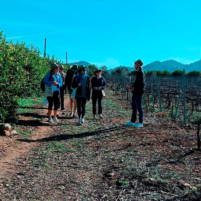 Malaga: White Village, Vineyard, and Wine Tasting Wine Tour - A short countryside stop with room for photos