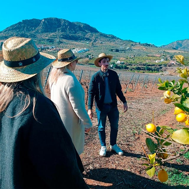 Malaga: White Village, Vineyard, and Wine Tasting Wine Tour - The van and the small-group tradeoff