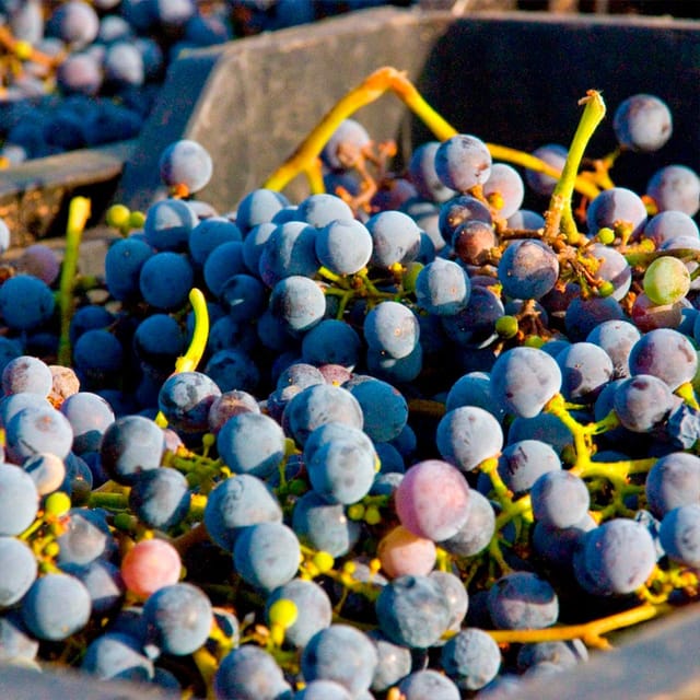 Malaga: White Village, Vineyard, and Wine Tasting Wine Tour - Is $106 a fair price?