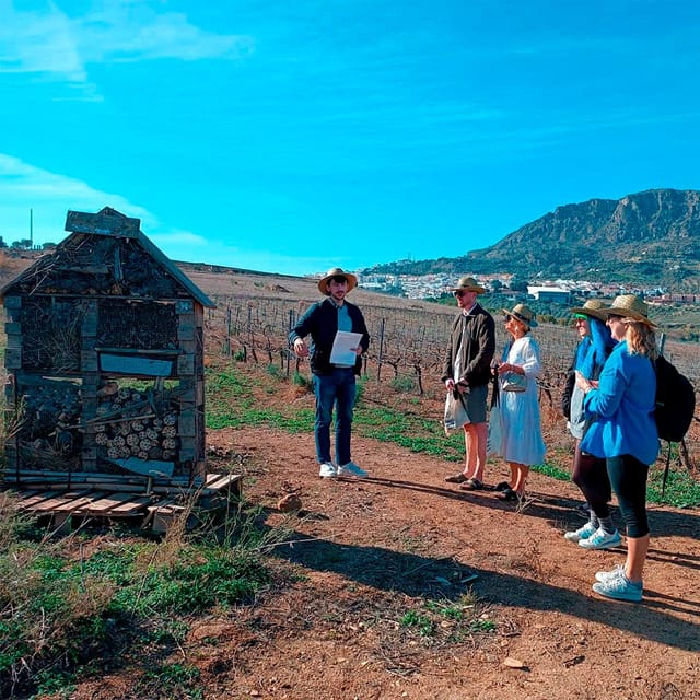 Malaga: White Village, Vineyard, and Wine Tasting Wine Tour - Walking through Álora’s whitewashed streets