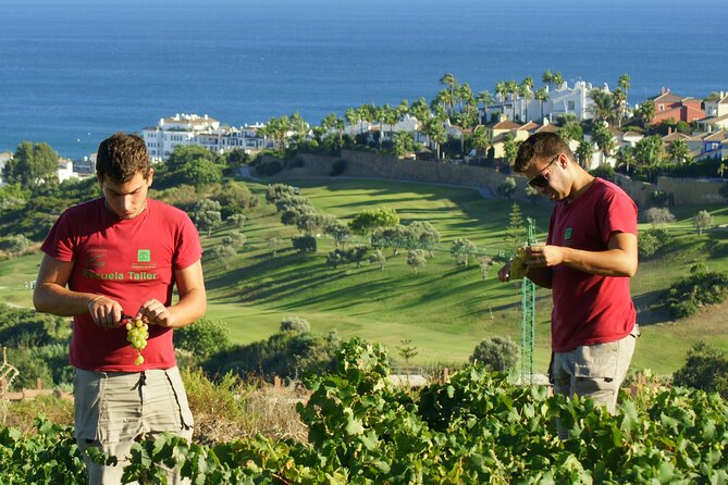 Manilva Oceanfront Wine Experience in the Marbella Area - CIVIMA explains Manilva through three museum rooms